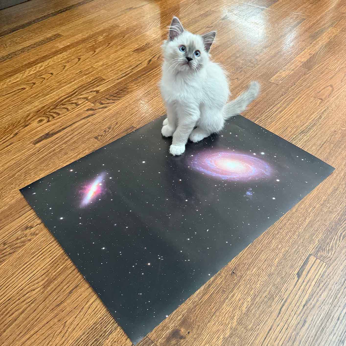 Galactic Harmony: Bode’s Dance with the Cigar Galaxy